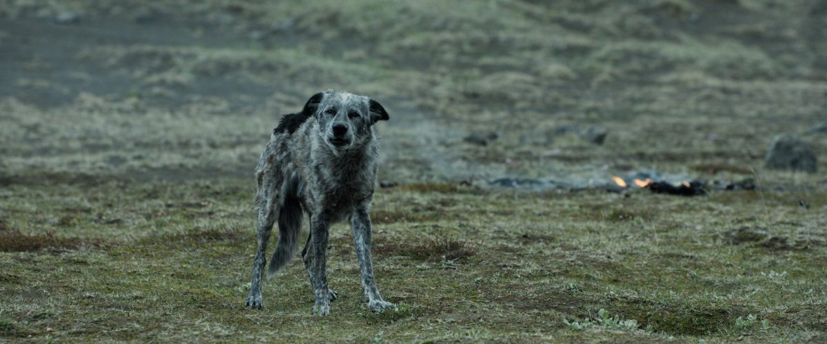 Гигантский хаунд Шерлок