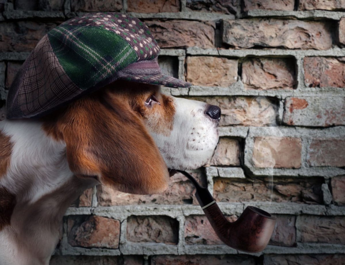 Собака у кирпичной стены