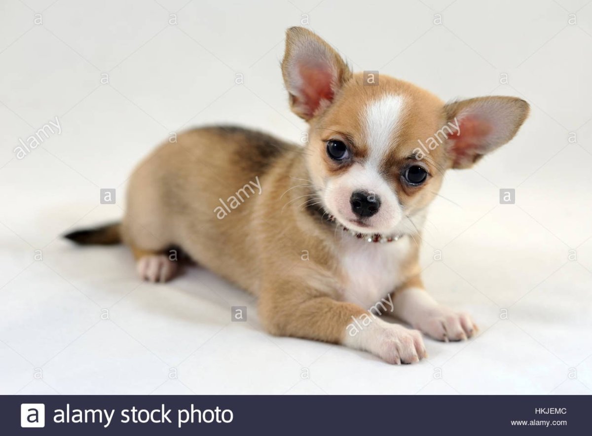 Собаки породы чихуахуа короткошерстные