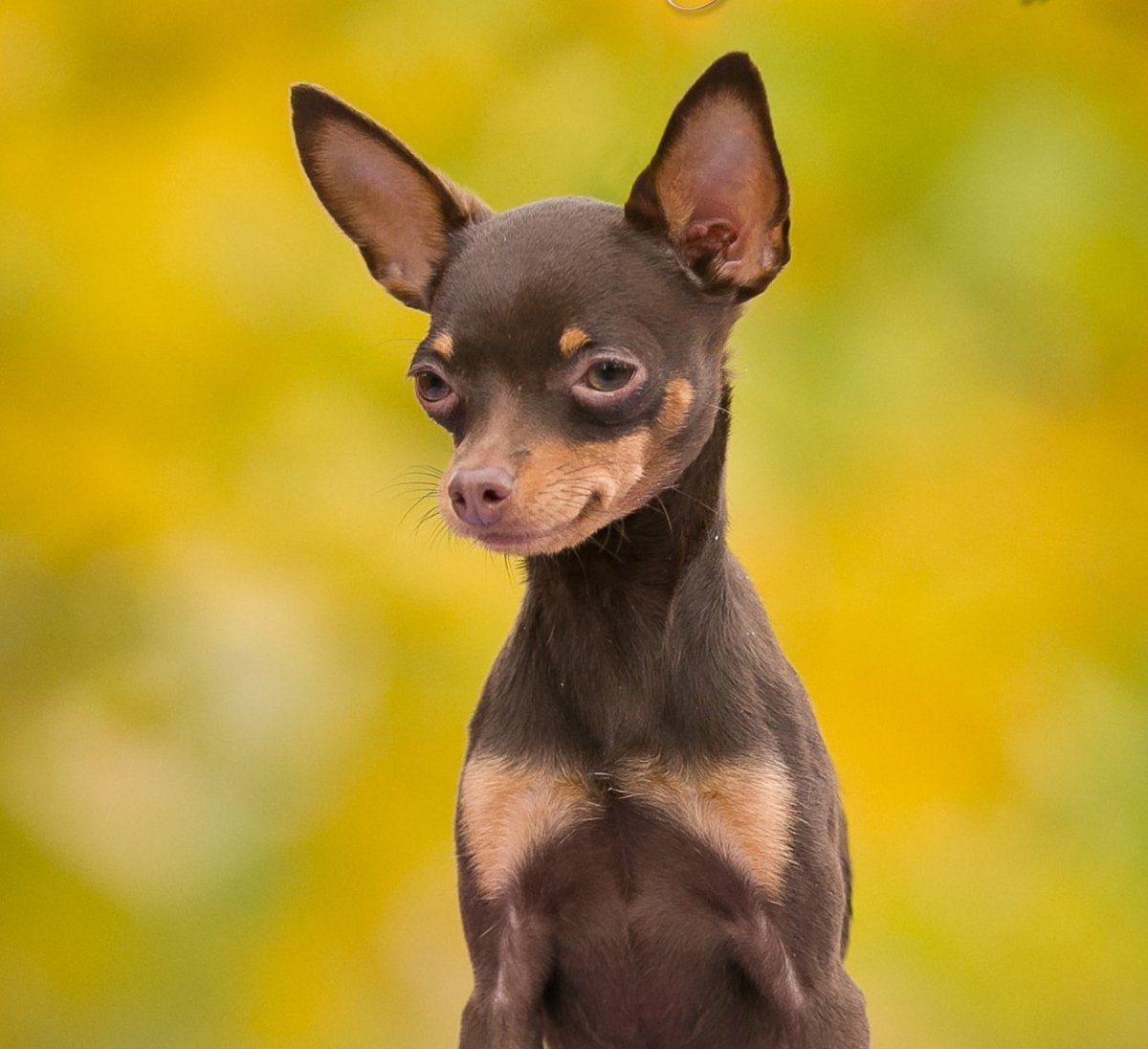 Русский той терьер гладкошерстный
