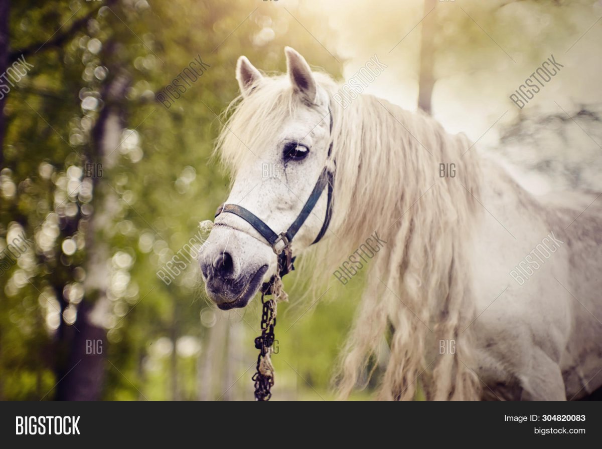 Лошадь белая красивая кобылка