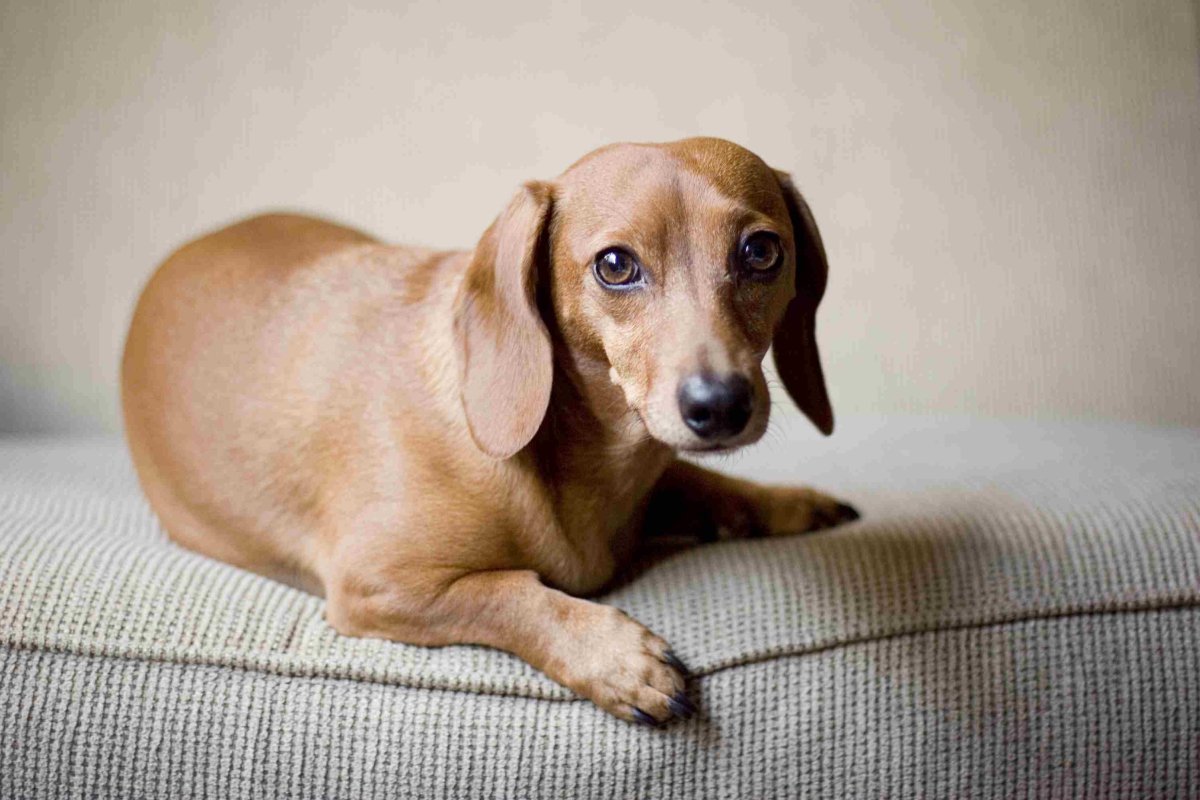 Британская такса