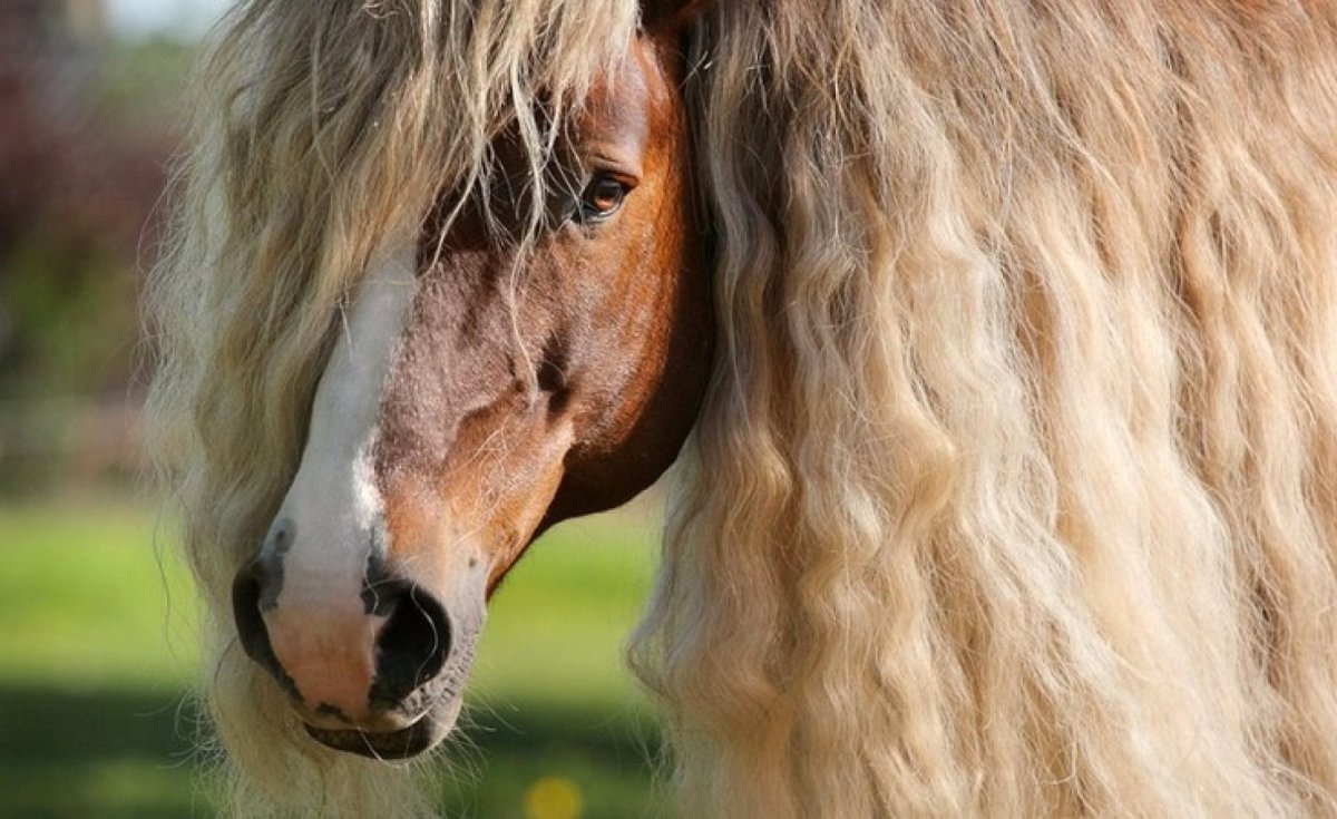 Белые лошади с длинной гривой