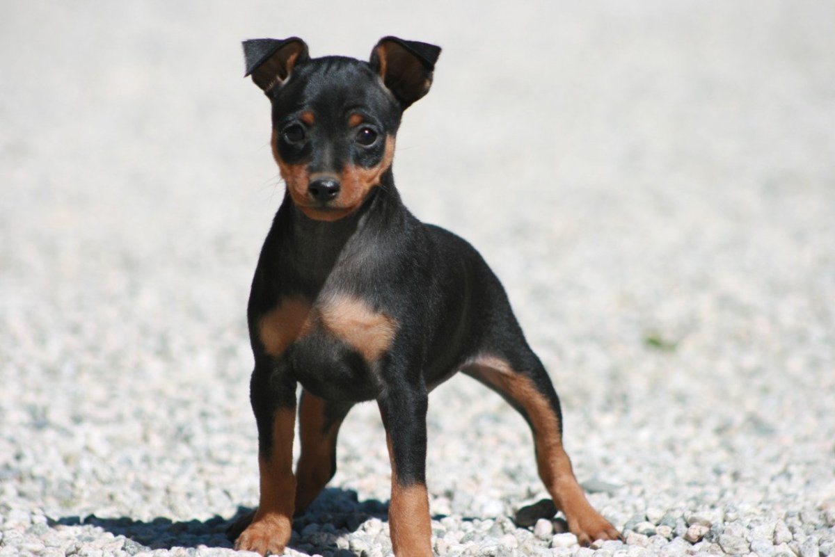 Пинчер карликовый гладкошерстный