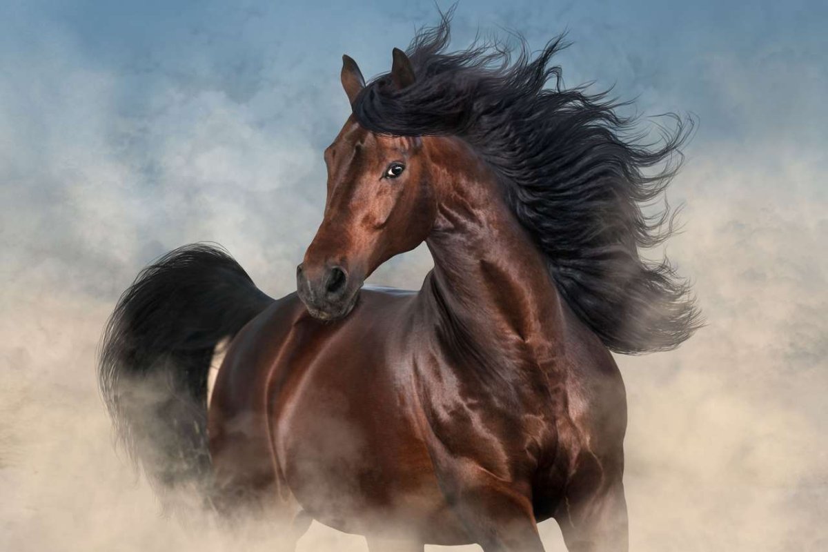 Лошади с длинной гривой перепрыгивают барьер