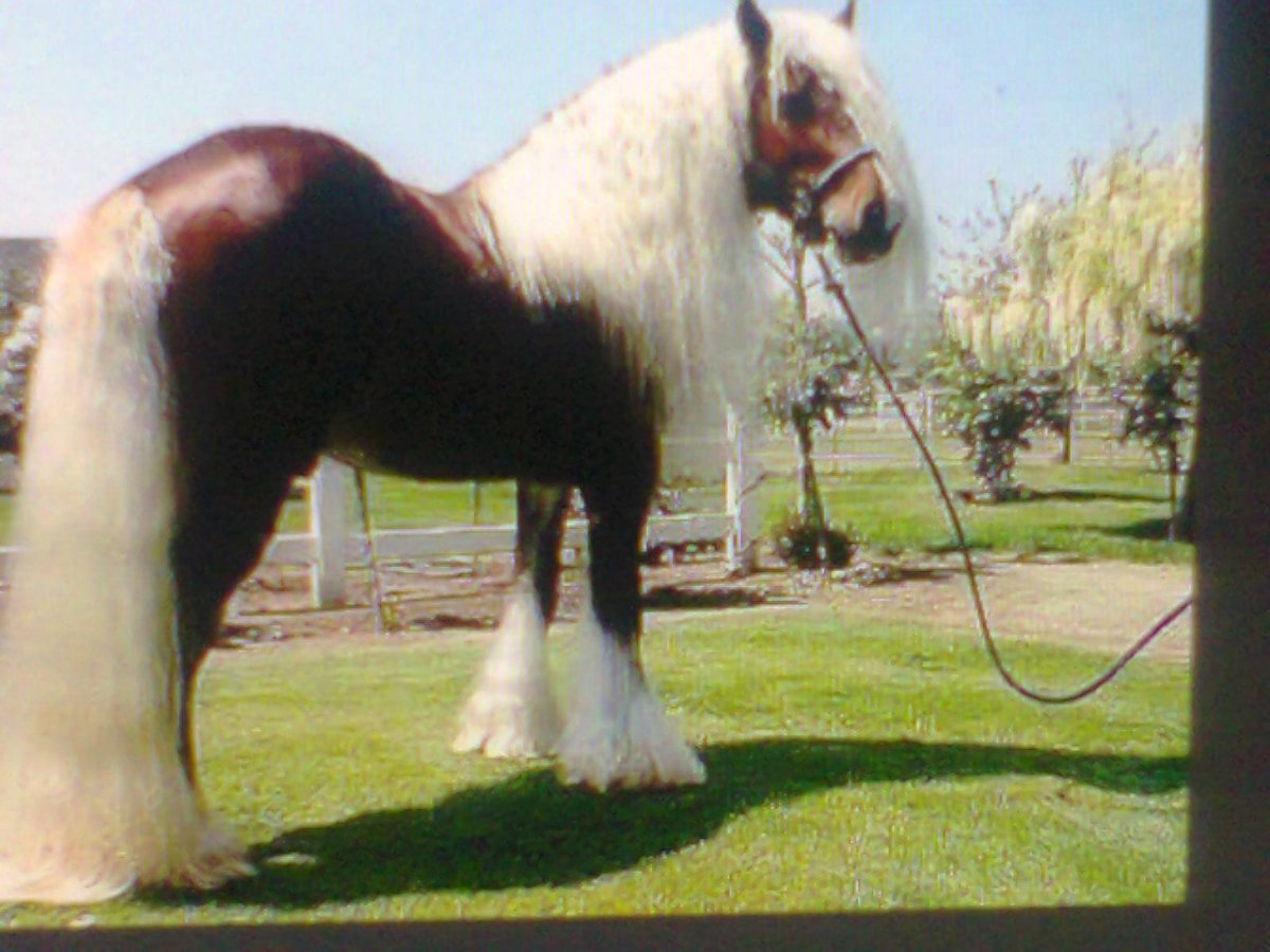 Лошадь породы Линус