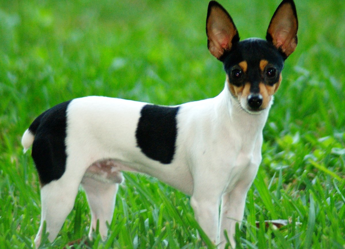 Тойфокстнйрер американский