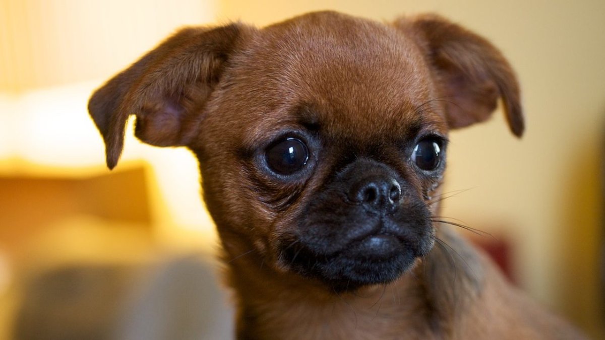 Порода собак Пти брабансон