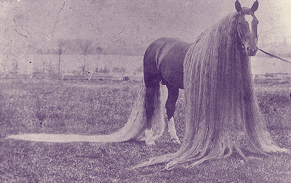 Лошадь с самой длинной гривой в мире