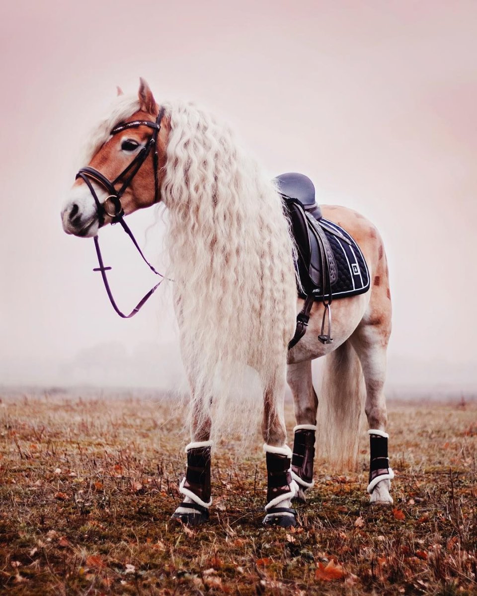 Жеребенок "Хафлингер"