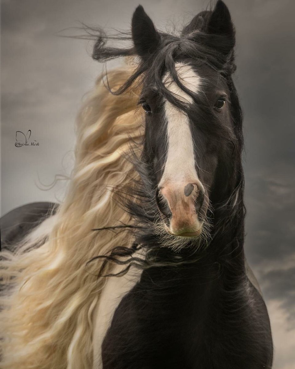 Красивая лошадь с длинной гривой