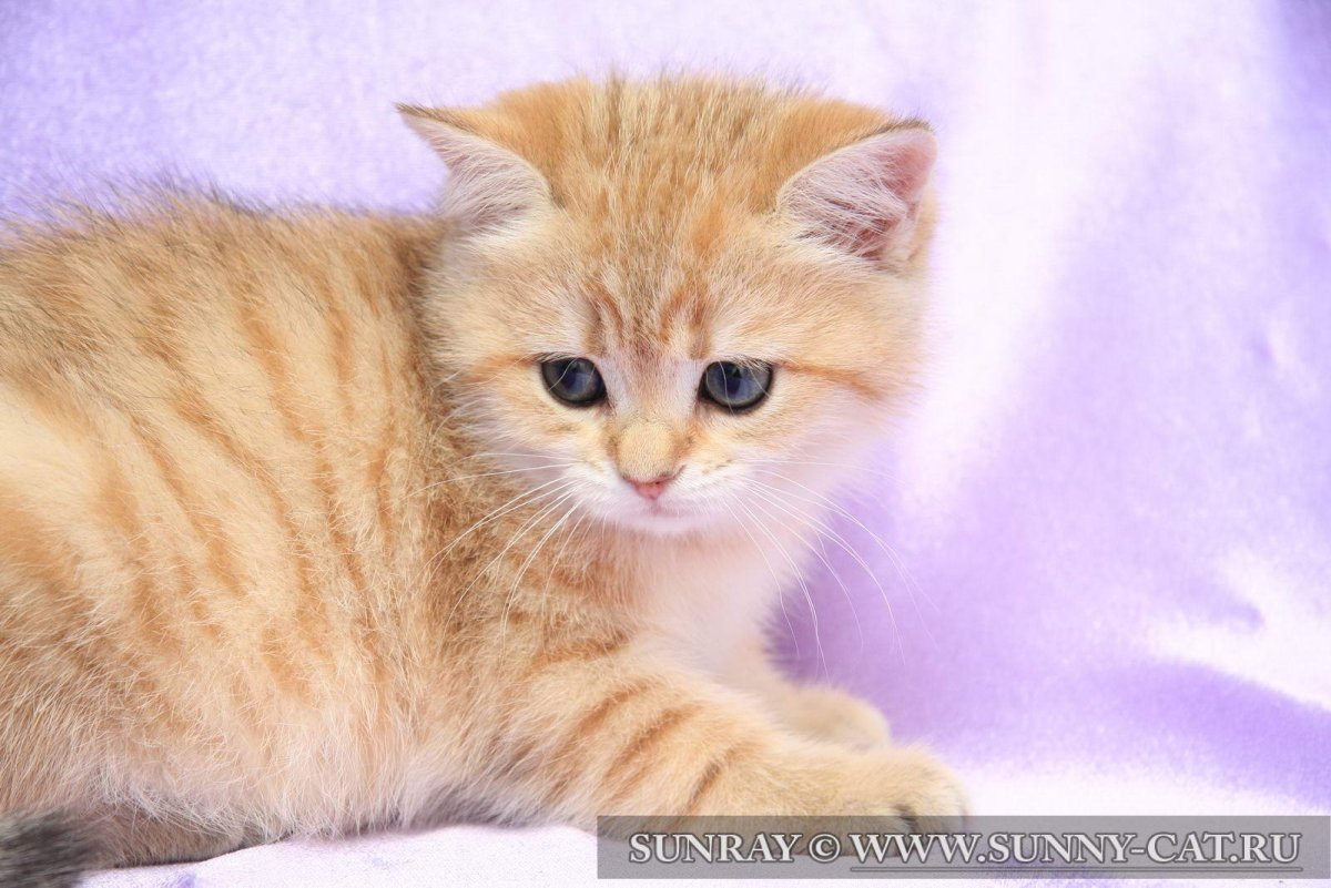 Кошки маленькие британские рыжие