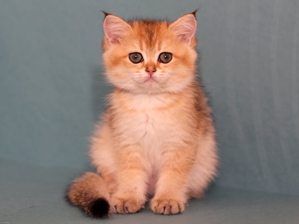 Британская короткошёрстная Золотая шиншилла