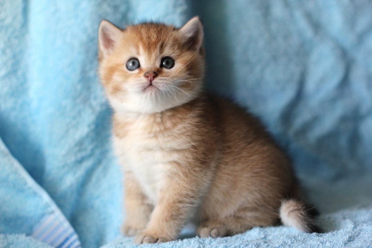 Рыжий британец котенок