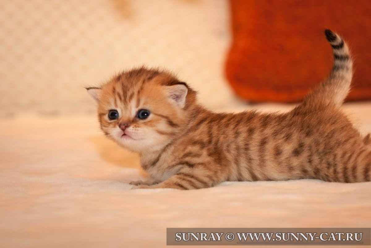 Британская шиншилла Хосико