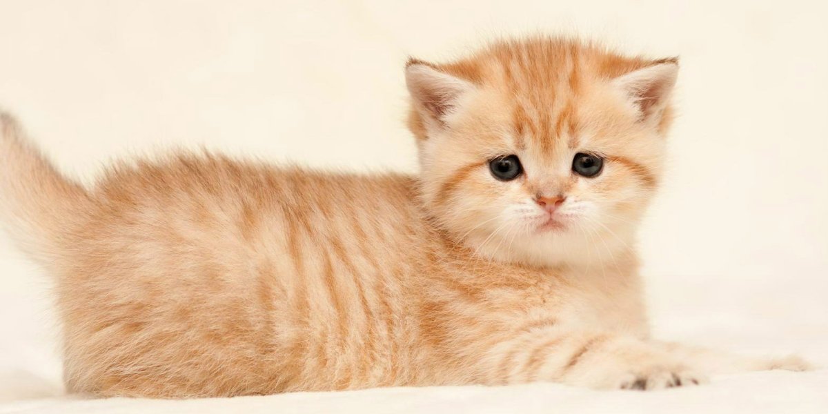 Маленький рыжий кот порода