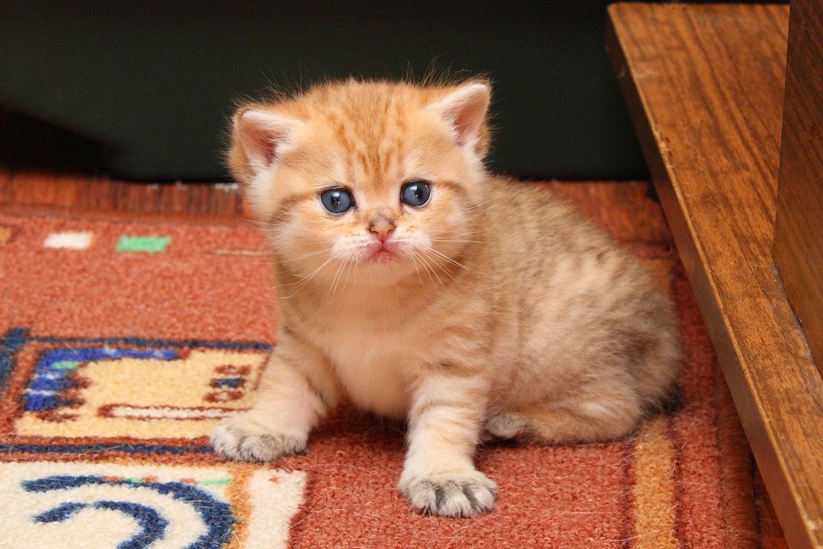 Скоттиш страйт рыжий котенок