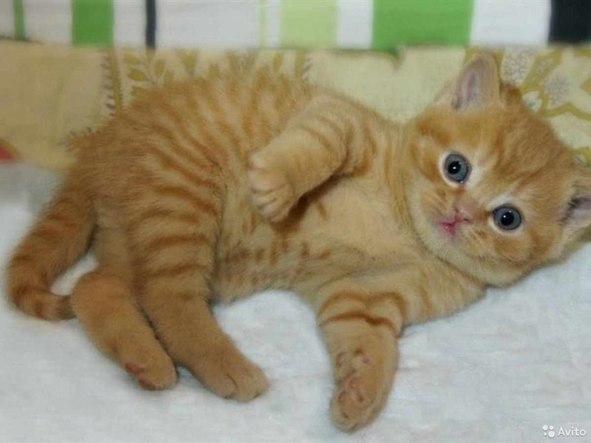 Котята рыжие короткошерстные