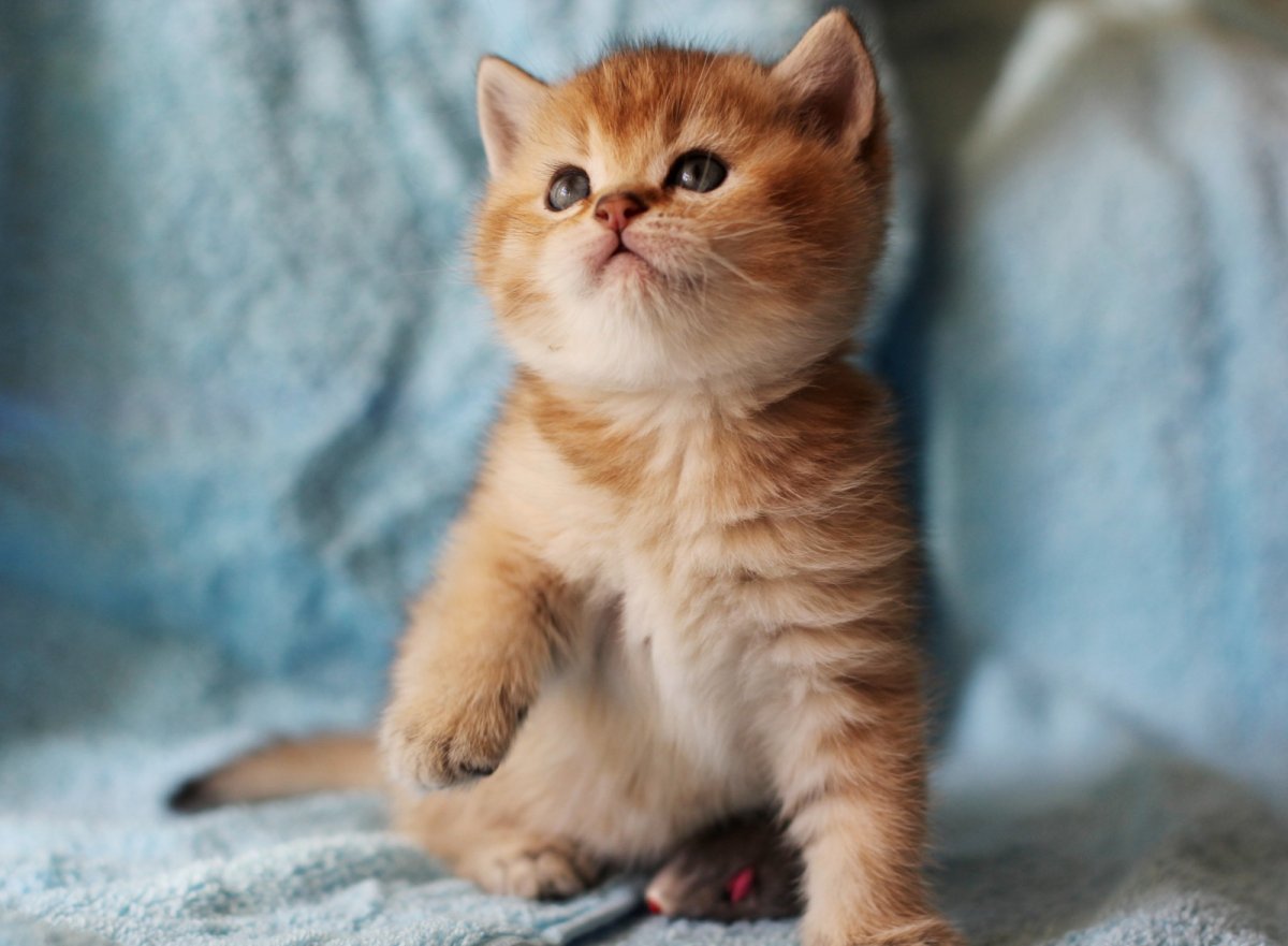 Красный табби Ван окрас