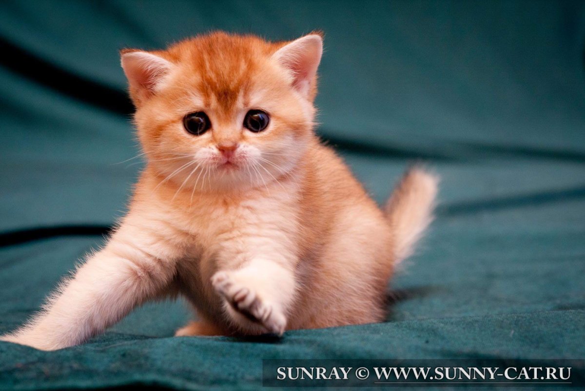 Скоттиш страйт рыжий