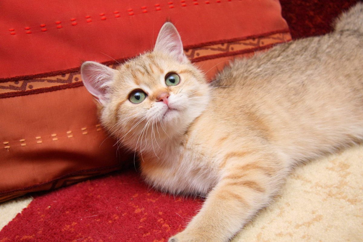 Скоттиш фолд рыжий