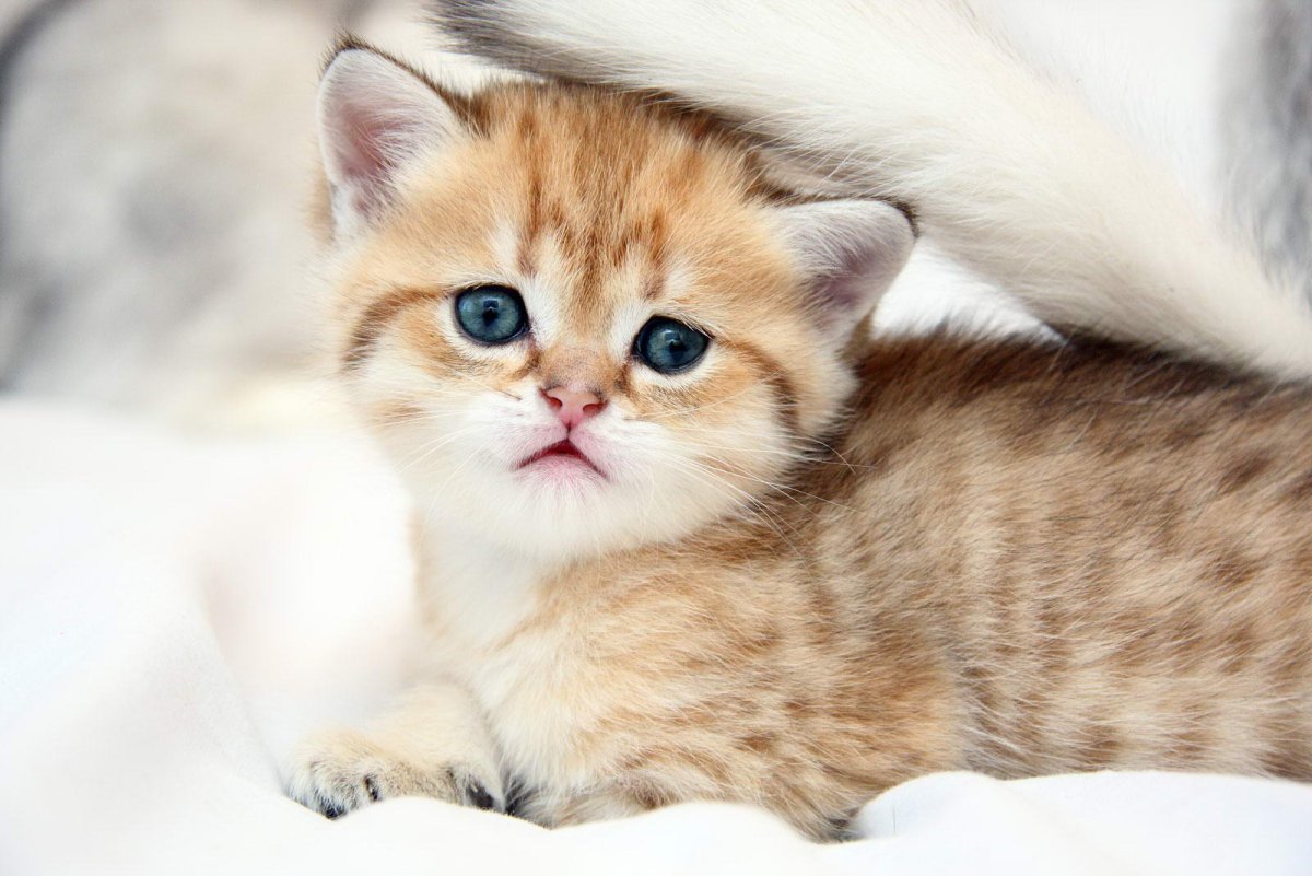 Рыжий котенок на белом фоне