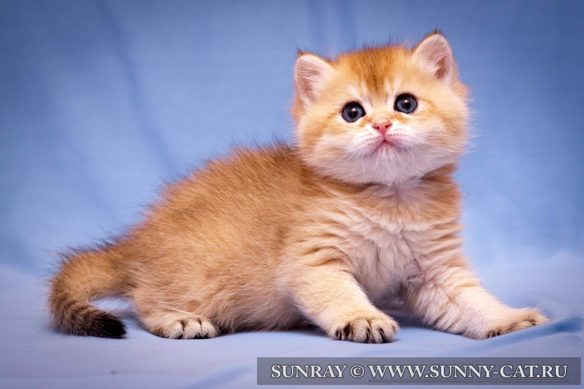 Сибирский персиковый гладкошёрстныйкот