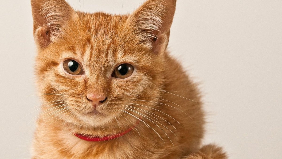 Шотландская вислоухая кошка рыжая