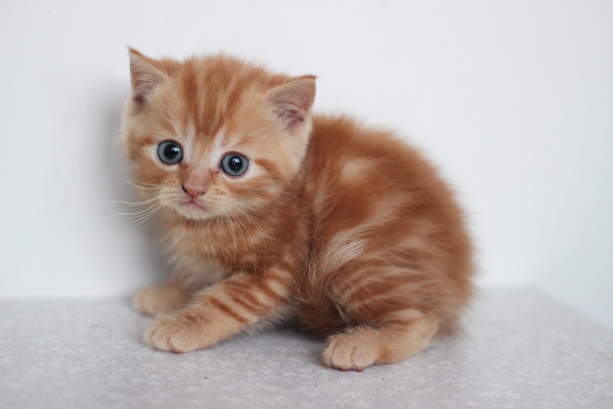 Британская шиншилла Хосико