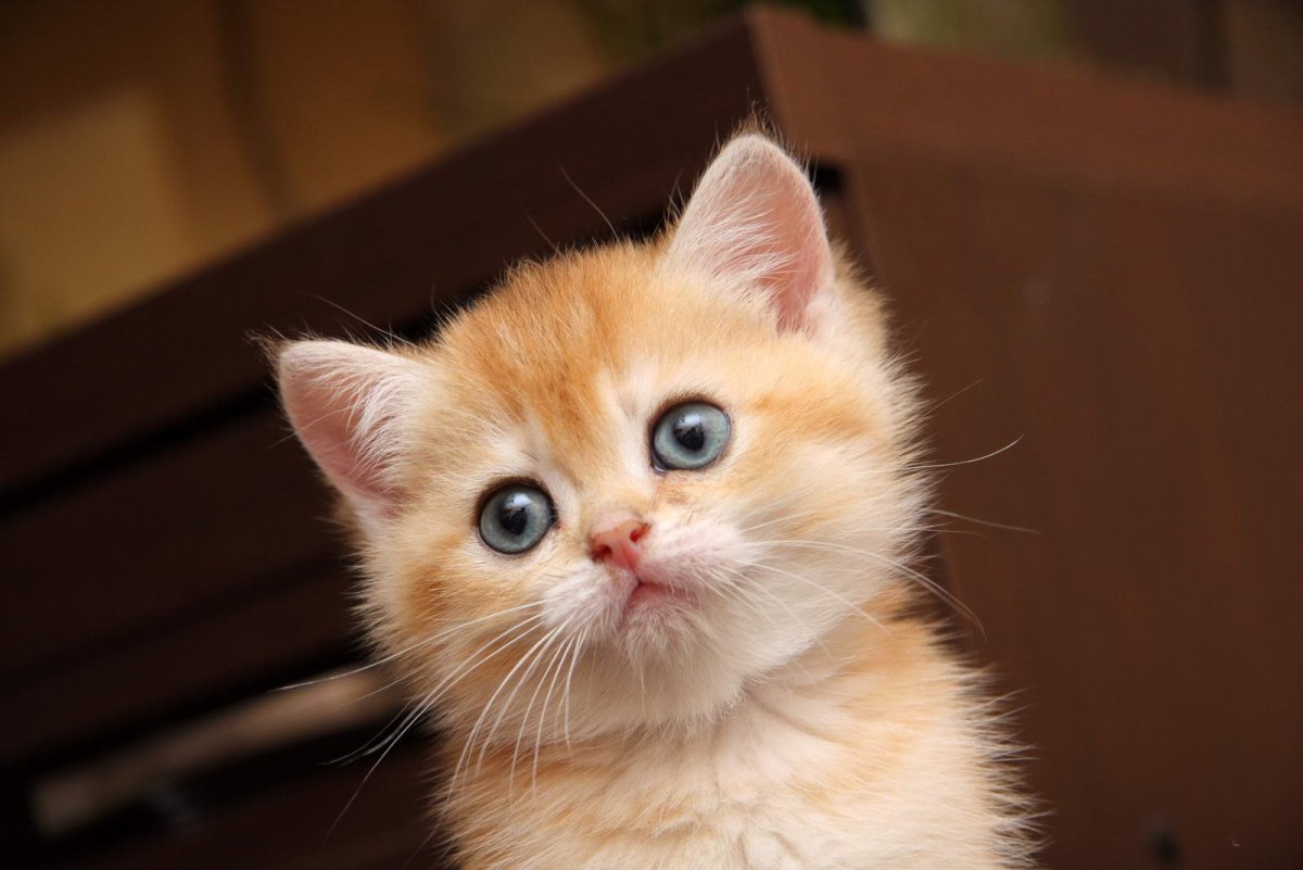 Британский короткошерстный котенок рыжий