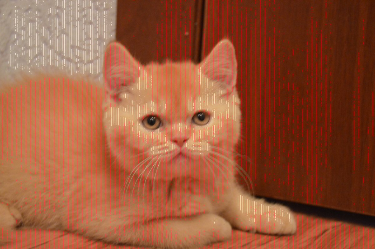 Вислоухий британец рыжий