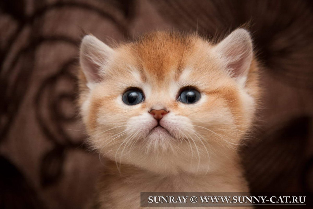 Британская кошка рыжая котенок