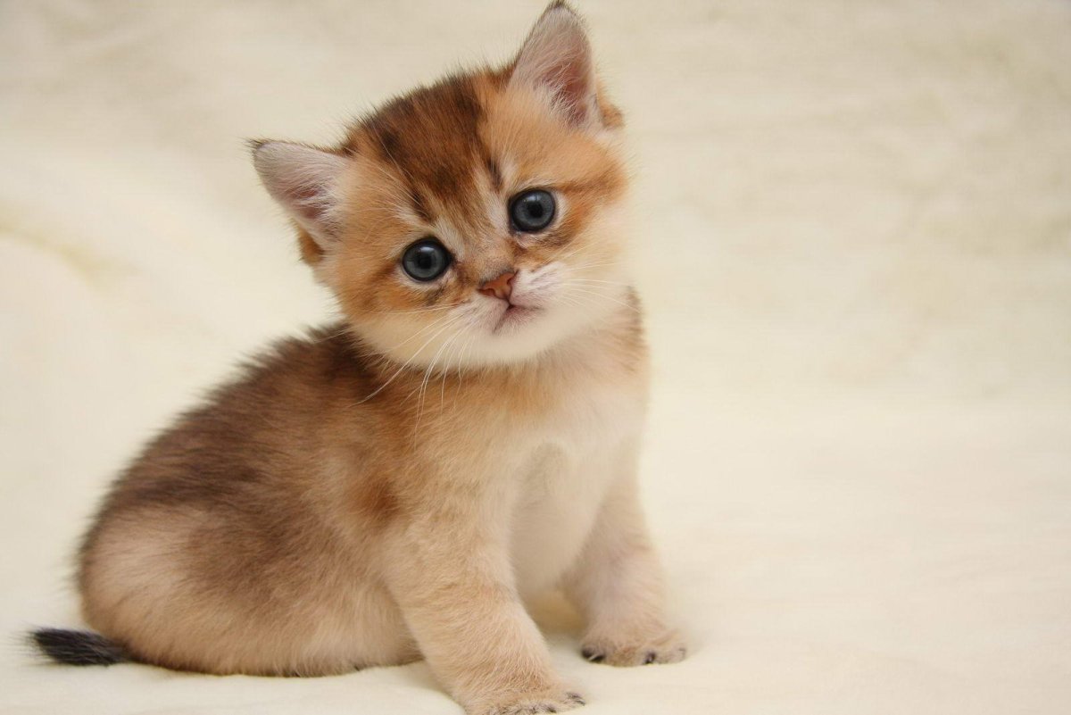 Тикированные котята рыжие