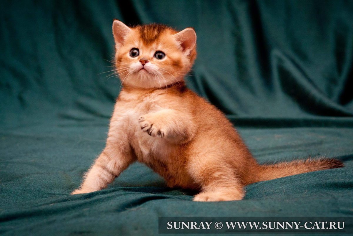 Британские вислоухие котята рыжие