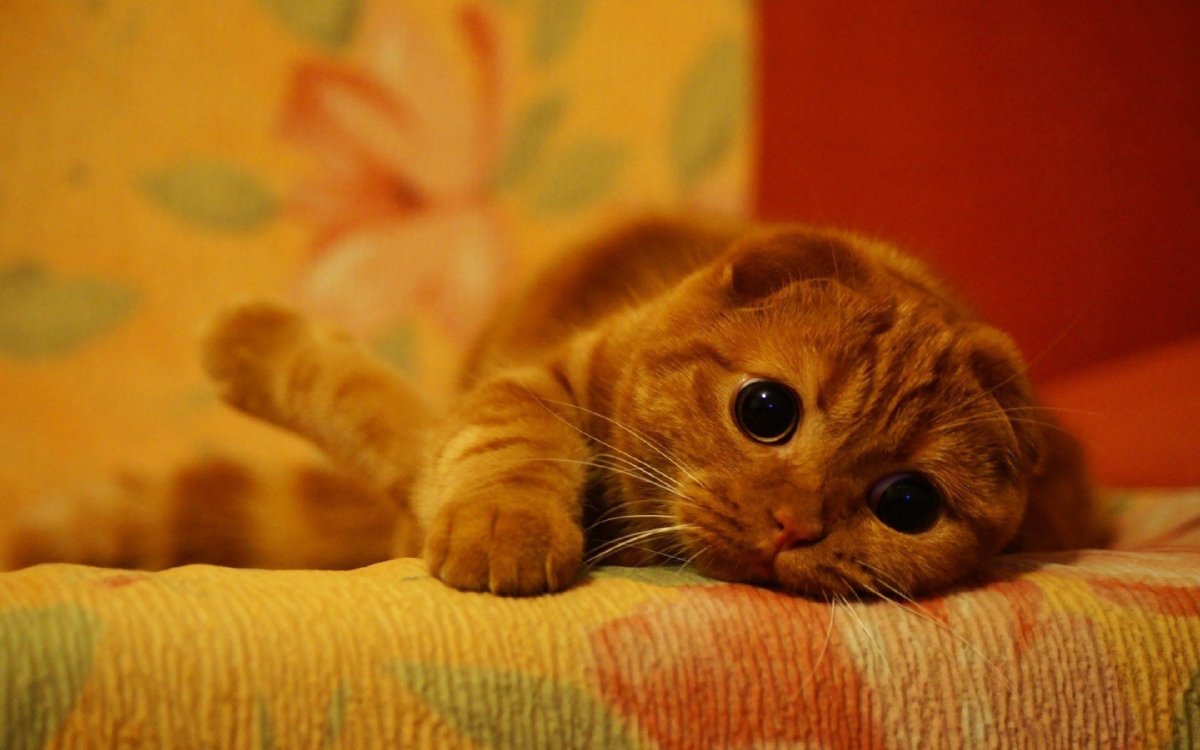Котята британцы рыжие маленькие