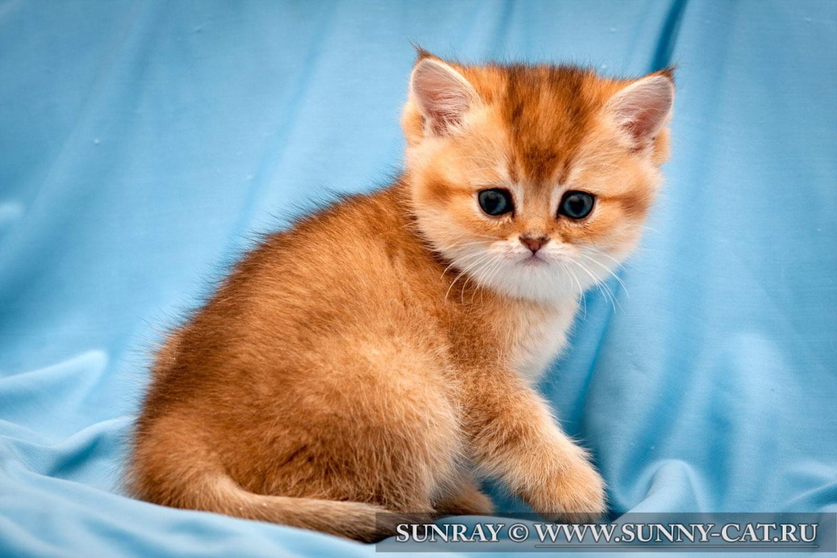 Шотландская вислоухая кошка