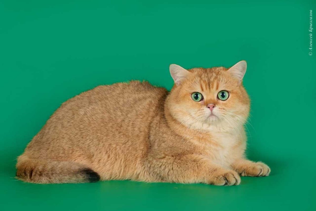 Скоттиш страйт рыжий