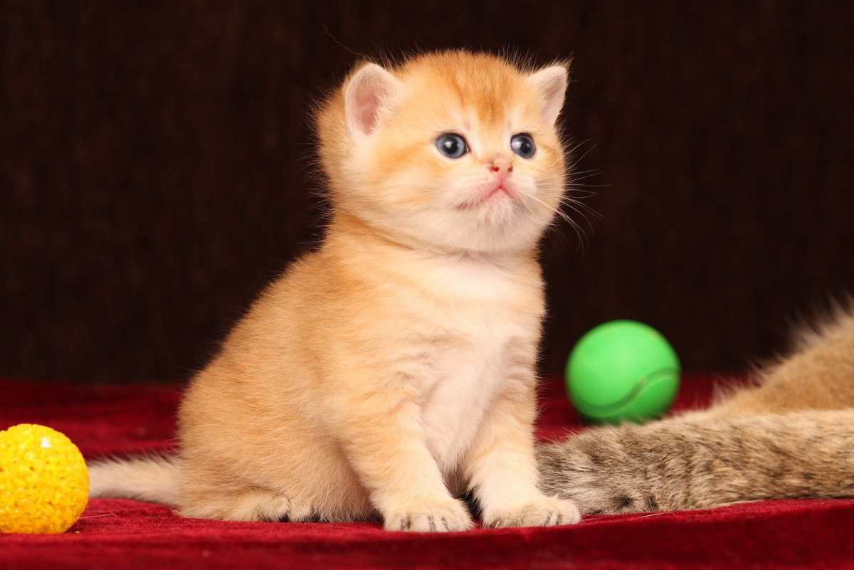 Рыжий британец котенок