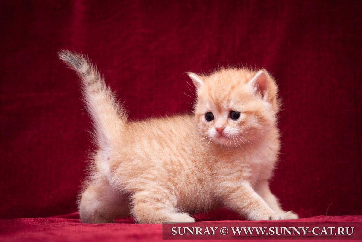 Британский кот фон