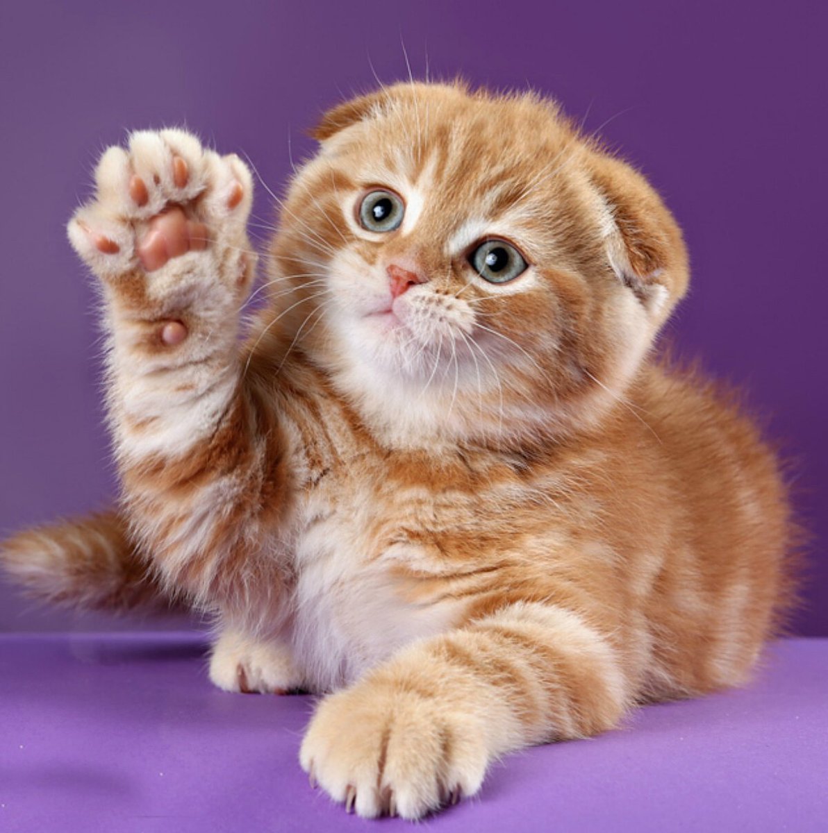Скоттиш фолд рыжий котенок