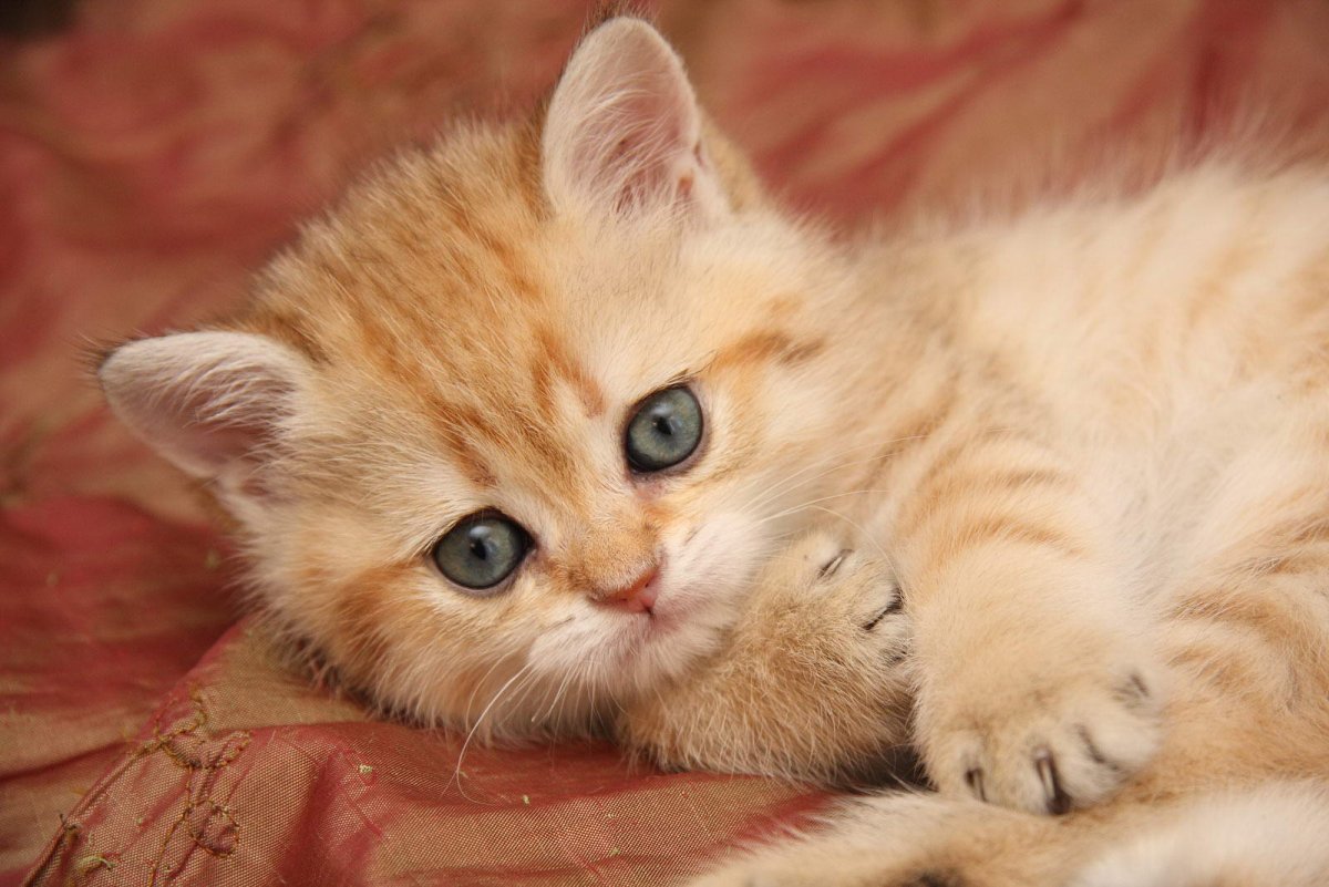 Британец Золотая шиншилла спит