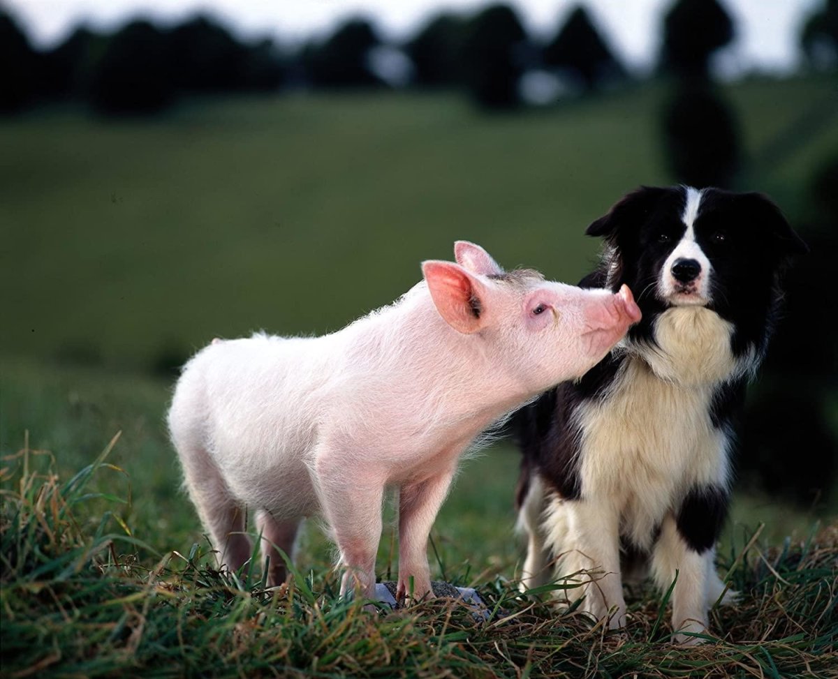 Бэйб: Четвероногий малыш (1995)