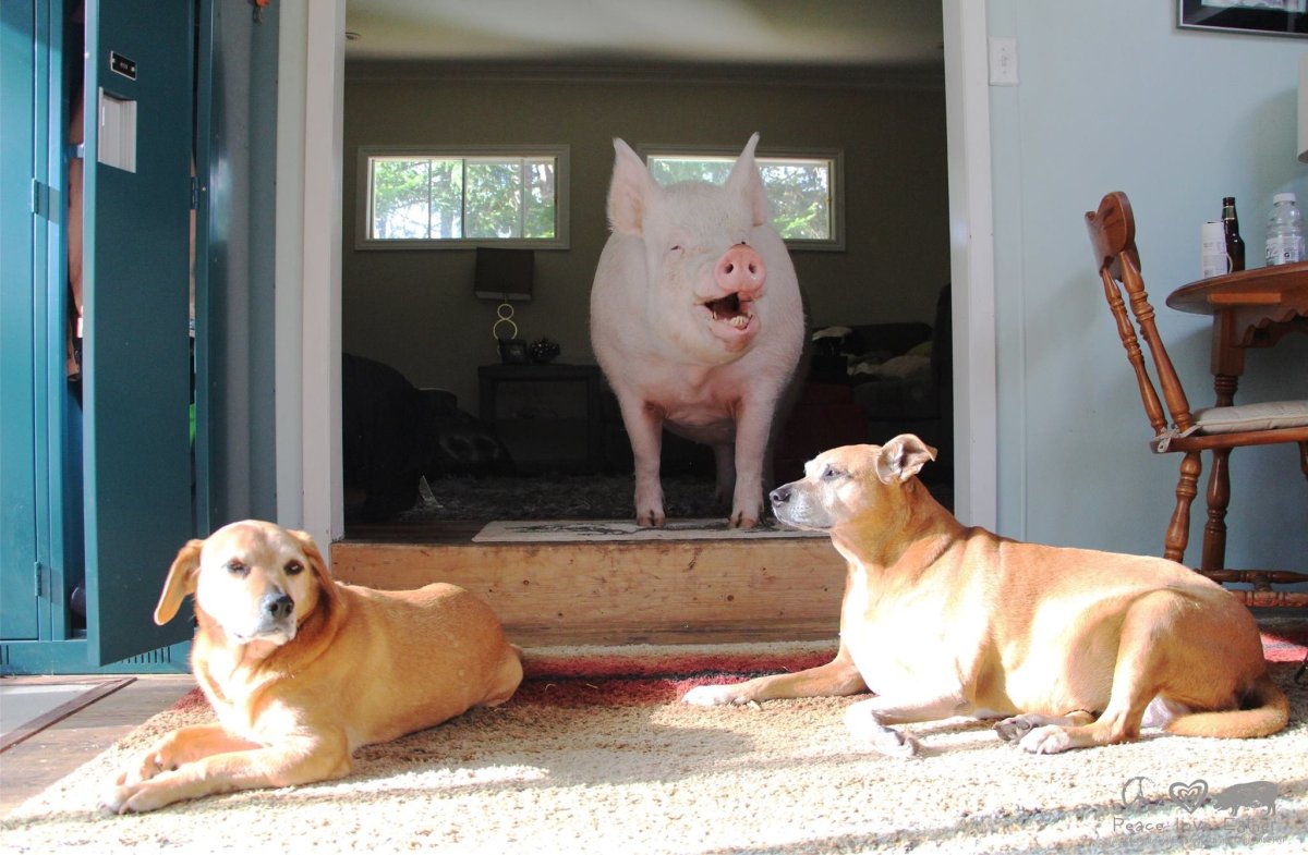 Позитив дом владельцы