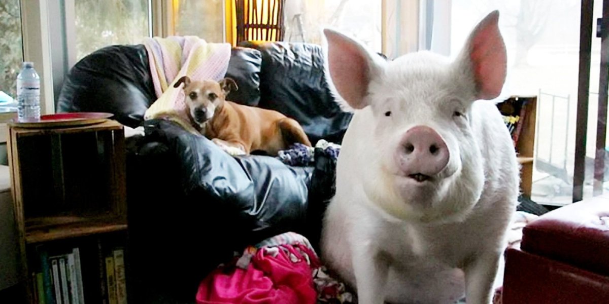 Мини Пиги в квартире