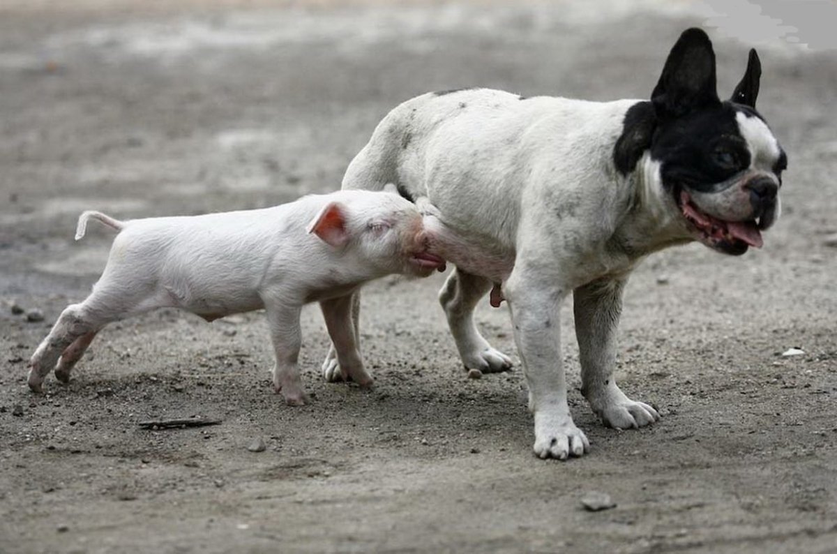 Собака свинья