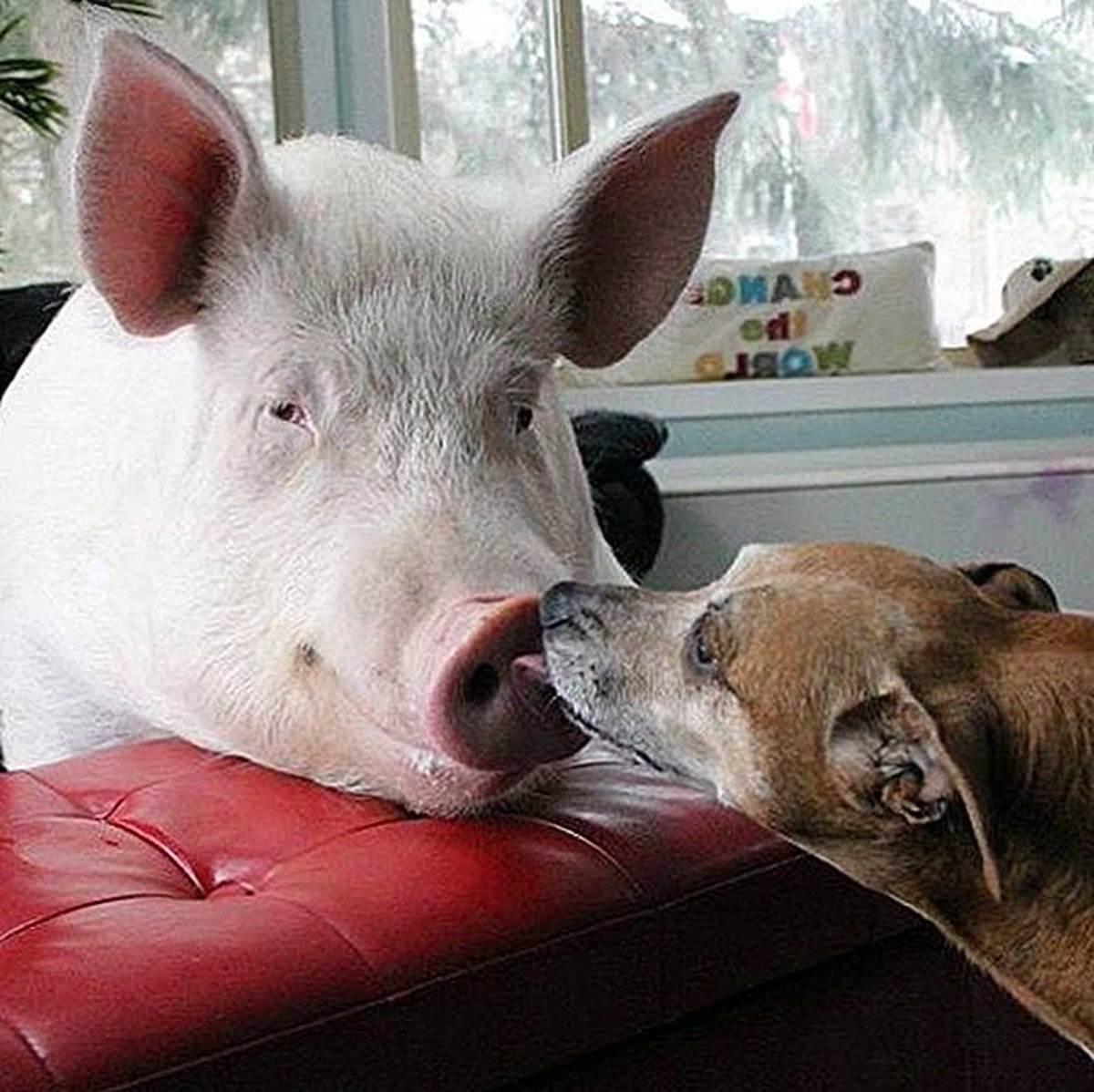 Поросенок и щенок