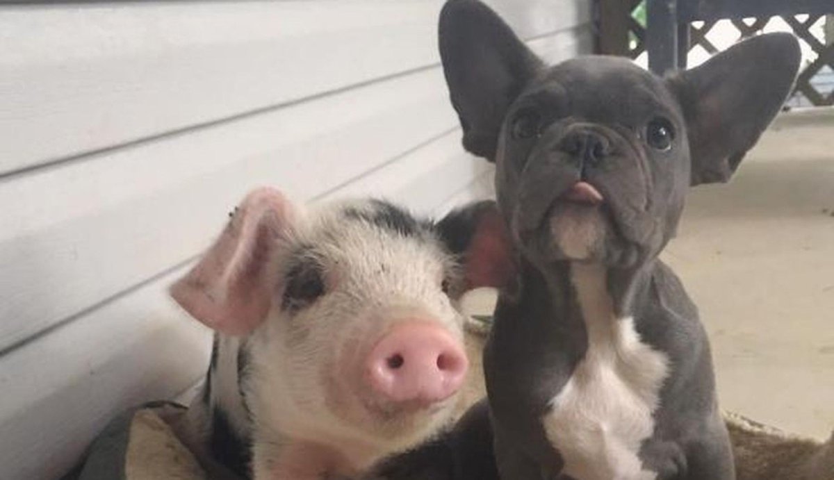 Собака свинья