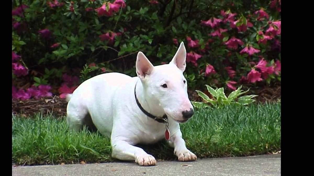 Английский бультерьер