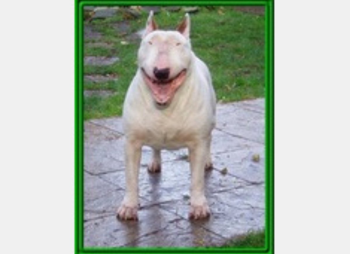 Булька бультерьер