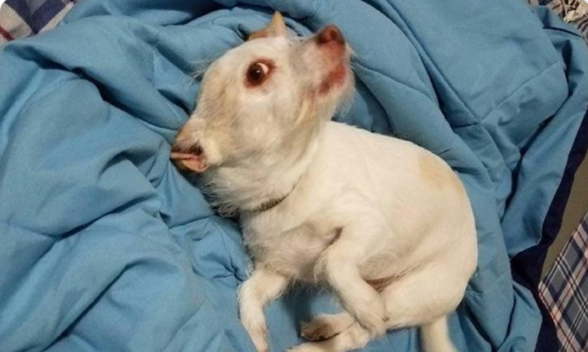 Изуродованные животные